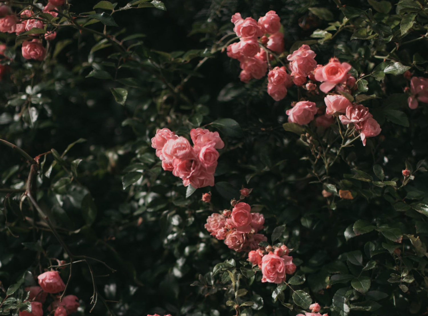 Frühling - Sylvie Schneuwly